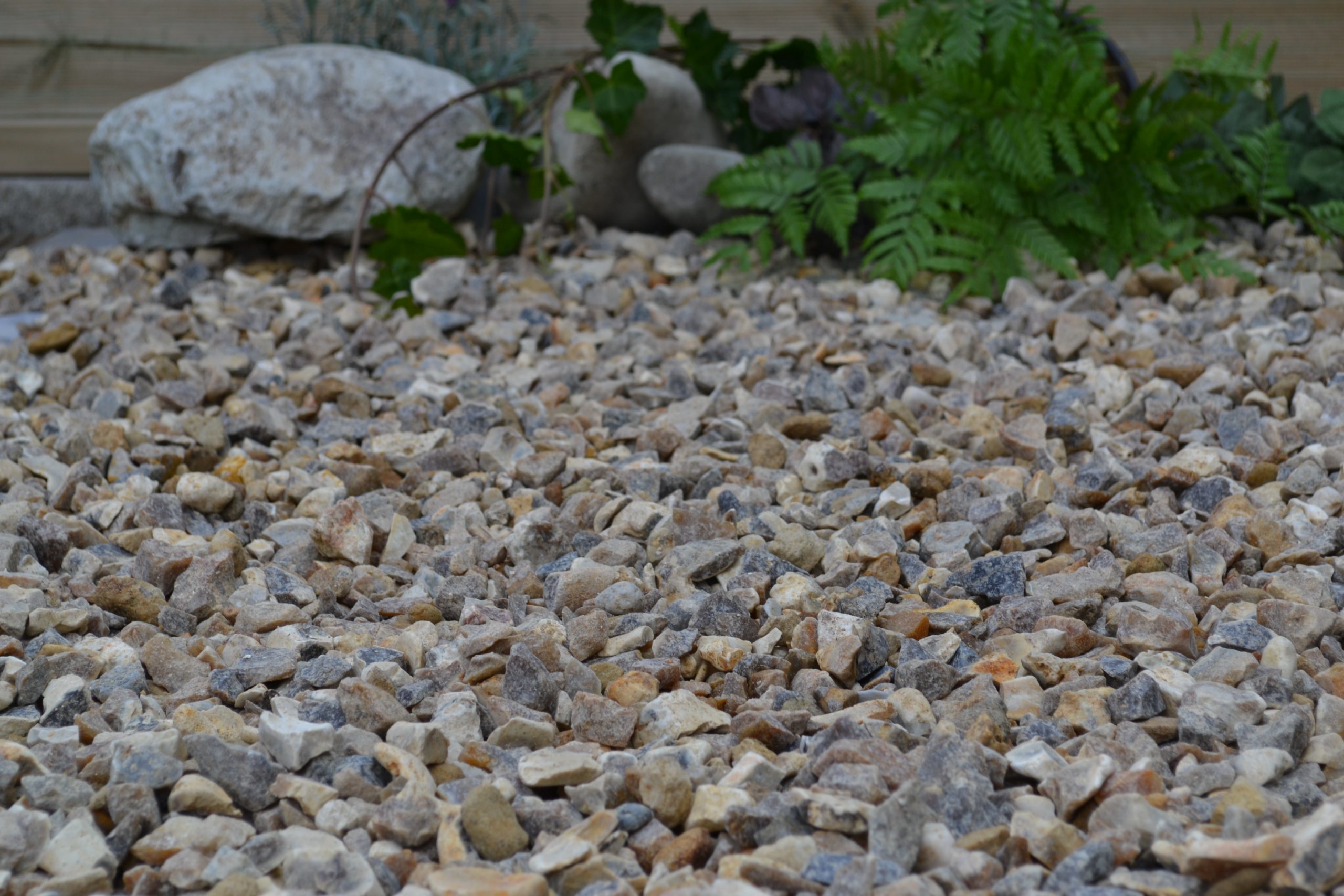 Chard Flint