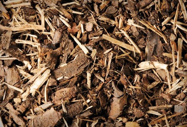 bark